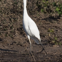 Cattle Egret