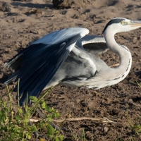 Gray Heron