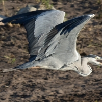 Gray Heron