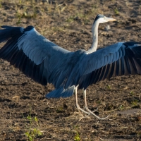 Gray Heron