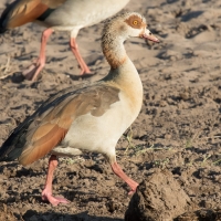 Eygyptian Geese