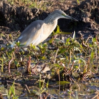 Squacco Heron