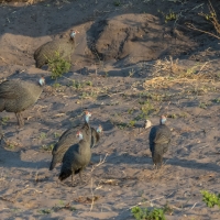 Guineafowl