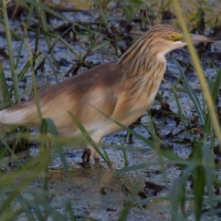 Squacco Heron