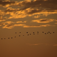 Sunset River Chobe