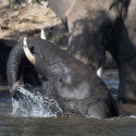 Elephant on the Chobe