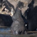 Elephant on the Chobe