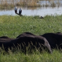Elephant and Fish Eagles on the River Chobe