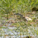 Squacco Heron