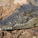 Crocodile