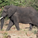 Elephant, Male