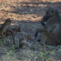 Baboons