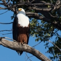 Fish Eagle