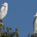 Cattle Egret