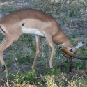 Impala sharpening horns