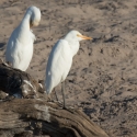 Cattle Egret