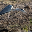 Gray Heron