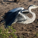 Gray Heron