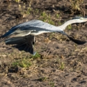 Gray Heron