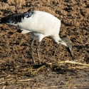 Sacred Ibis