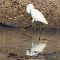 Cattle Egret