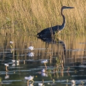 Goliath heron