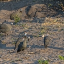 Guineafowl