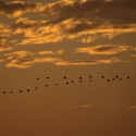 Sunset River Chobe