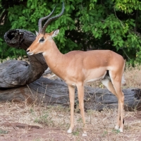 Impala