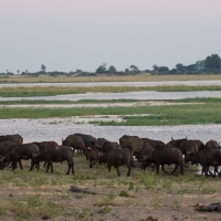 Buffalo on the Chobe