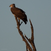 Martial Eagle