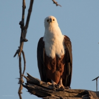 Fish Eagle