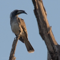 Hornbill