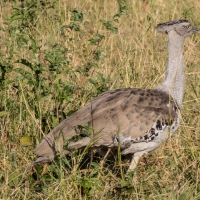 Kori Bustard