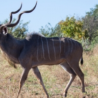 Kudu