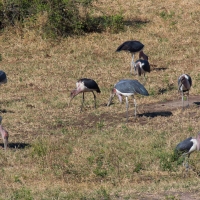 Marabu storks