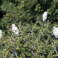 Egrets