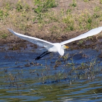 Great Egret