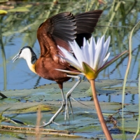 Jacana