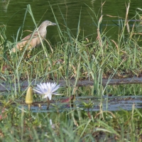 Squacco heron