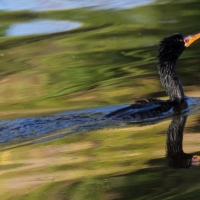 Reed Cormorant