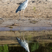 Grey Heron