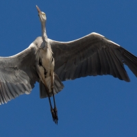 Grey Heron