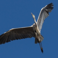 Grey Heron