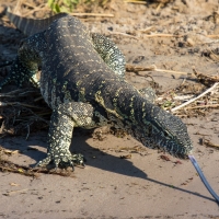 Monitor Lizzard