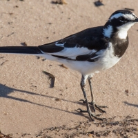 African Pied Wagtail