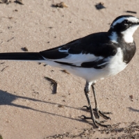 African Pied Wagtail