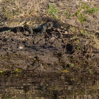 Monitor Lizzard