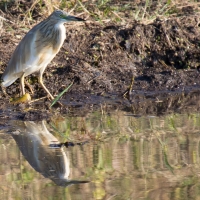 Squacco heron