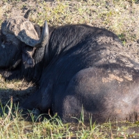 Water Buffalo